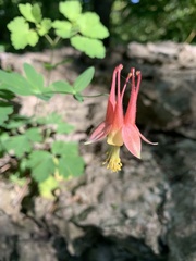 Aquilegia canadensis