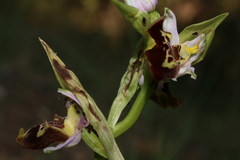 Ophrys fuciflora souchei