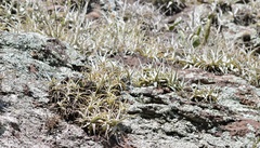 Tillandsia arequitae