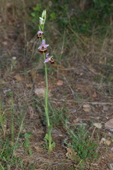 Ophrys fuciflora souchei