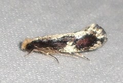 Monopis dorsistrigella