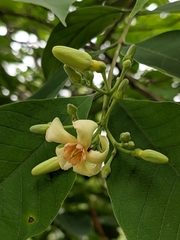 Wrightia arborea