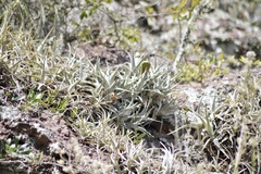 Tillandsia arequitae