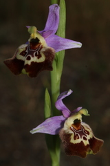 Ophrys fuciflora souchei