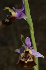 Ophrys fuciflora souchei
