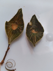 Amphibolips quercuscitriformis