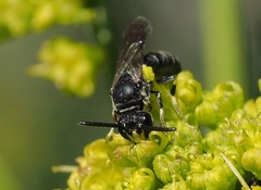 Hylaeus verticalis