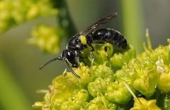 Hylaeus verticalis
