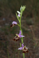 Ophrys fuciflora souchei