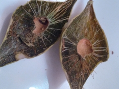 Amphibolips quercuscitriformis