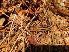 Pituophis lineaticollis