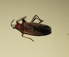 Dysdercus bimaculatus