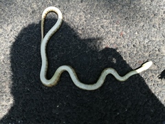 Pituophis lineaticollis