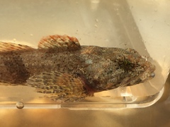 Cottus tallapoosae