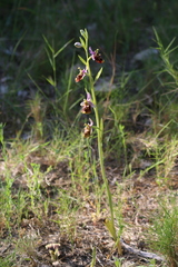 Ophrys fuciflora souchei