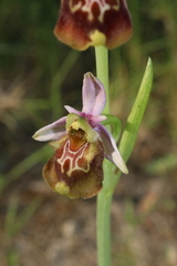 Ophrys fuciflora souchei