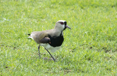Vanellus chilensis