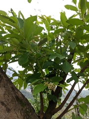 Lagerstroemia parviflora