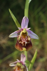 Ophrys fuciflora souchei