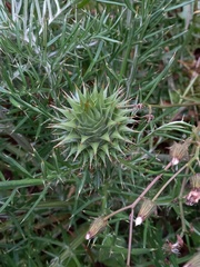 Cynara humilis