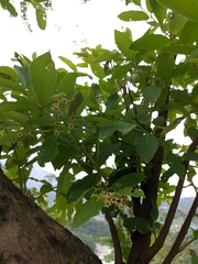 Lagerstroemia parviflora