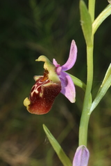 Ophrys fuciflora souchei