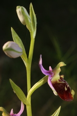 Ophrys fuciflora souchei