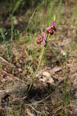 Ophrys fuciflora souchei