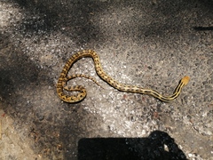 Pituophis lineaticollis