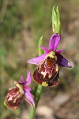 Ophrys fuciflora souchei