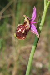 Ophrys fuciflora souchei