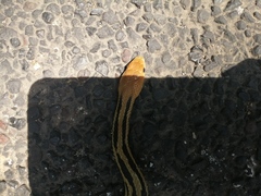 Pituophis lineaticollis