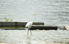 Ardea alba