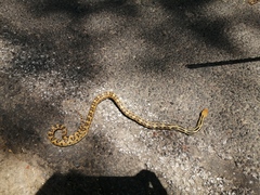 Pituophis lineaticollis