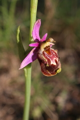 Ophrys fuciflora souchei