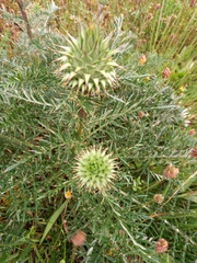 Cynara humilis