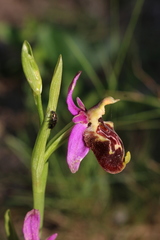 Ophrys fuciflora souchei
