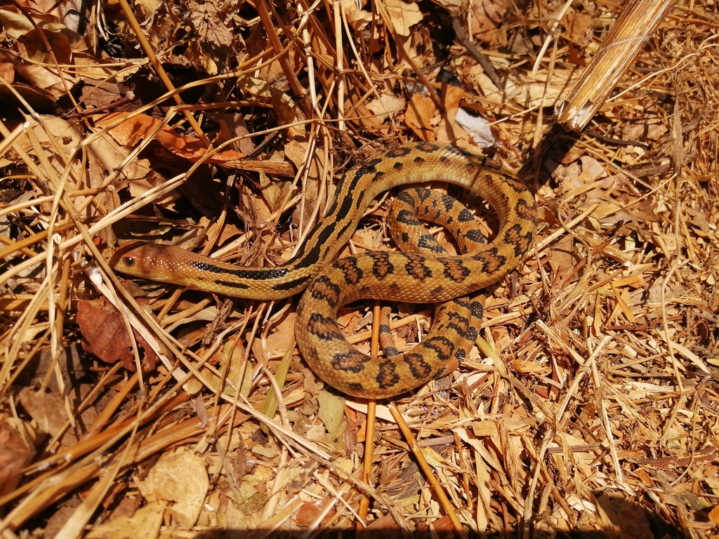 Middle American Gopher Snake from Amanalco, Méx., México on April 7 ...