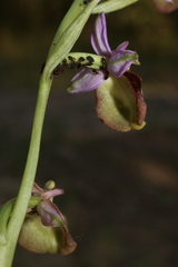 Ophrys fuciflora souchei