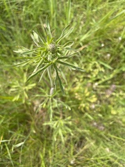 Delphinium nuttallii