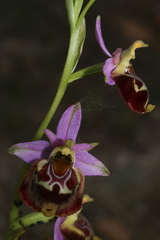 Ophrys fuciflora souchei