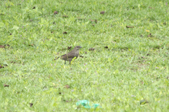 Molothrus bonariensis