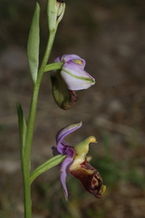 Ophrys fuciflora souchei