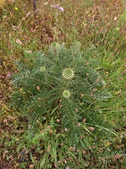 Cynara humilis