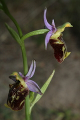 Ophrys fuciflora souchei