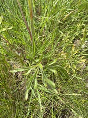 Delphinium nuttallii