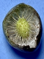 Amphibolips melanocera