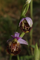 Ophrys fuciflora souchei