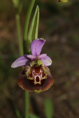 Ophrys fuciflora souchei