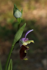 Ophrys fuciflora souchei